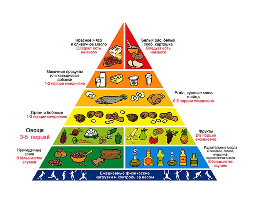 Пирамида питания